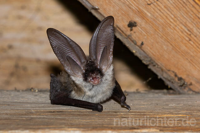 R15163 Graues Langohr, Grey Long-eared Bat flying