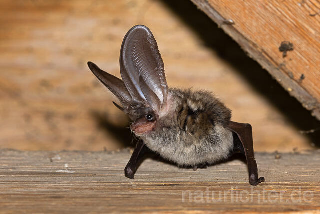 R15164 Graues Langohr, Grey Long-eared Bat flying - Christoph Robiller