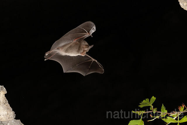 R15176 Graues Langohr im Flug, Grey Long-eared Bat flying - Christoph Robiller