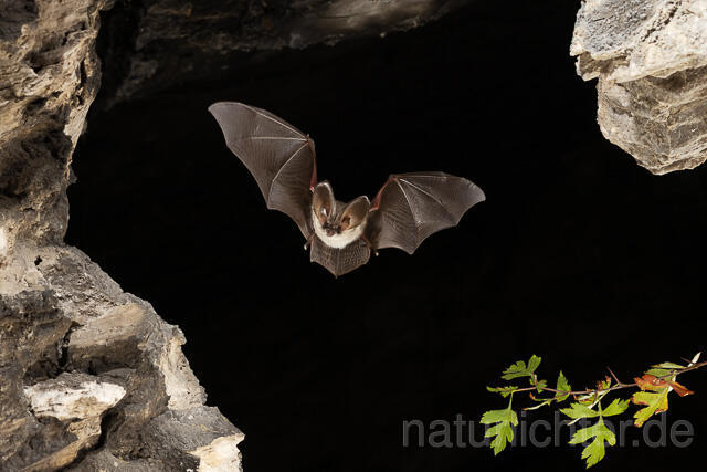R15177 Graues Langohr im Flug, Grey Long-eared Bat flying