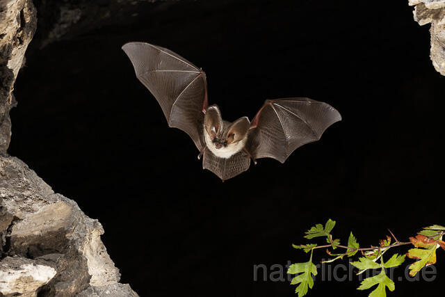 R15178 Graues Langohr im Flug, Grey Long-eared Bat flying