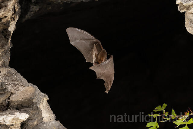 R15179 Graues Langohr im Flug, Grey Long-eared Bat flying