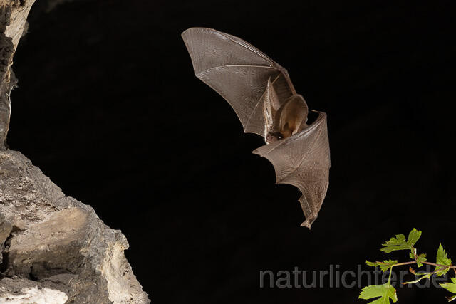 R15180 Graues Langohr im Flug, Grey Long-eared Bat flying