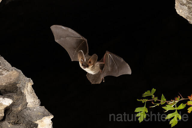 R15181 Graues Langohr im Flug, Grey Long-eared Bat flying - Christoph Robiller