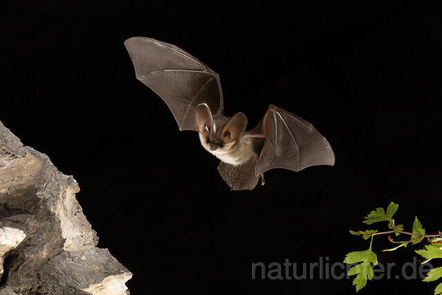 R15182 Graues Langohr im Flug, Grey Long-eared Bat flying