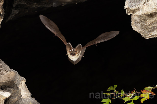 R15183 Graues Langohr im Flug, Grey Long-eared Bat flying - Christoph Robiller