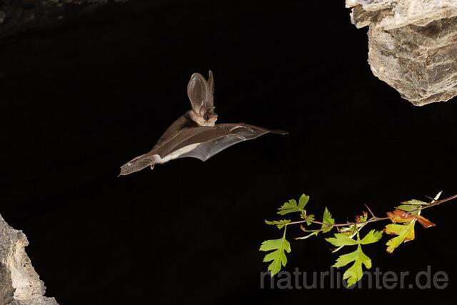 R15185 Graues Langohr im Flug, Grey Long-eared Bat flying