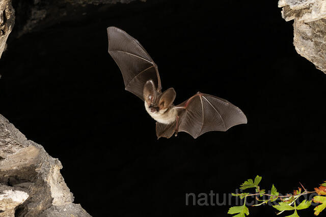 R15187 Graues Langohr im Flug, Grey Long-eared Bat flying