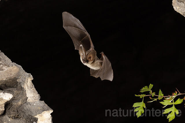R15188 Graues Langohr im Flug, Grey Long-eared Bat flying