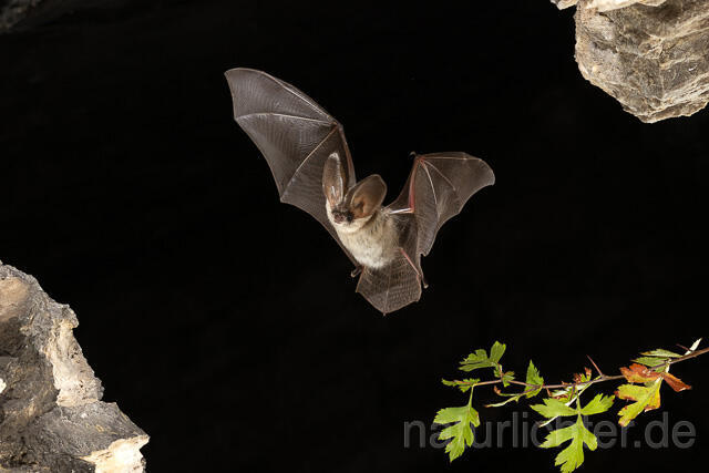 R15189 Graues Langohr im Flug, Grey Long-eared Bat flying