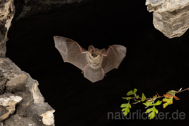 R15190 Graues Langohr, Jungtier im Flug, Grey Long-eared Bat juvenile flying - Christoph Robiller