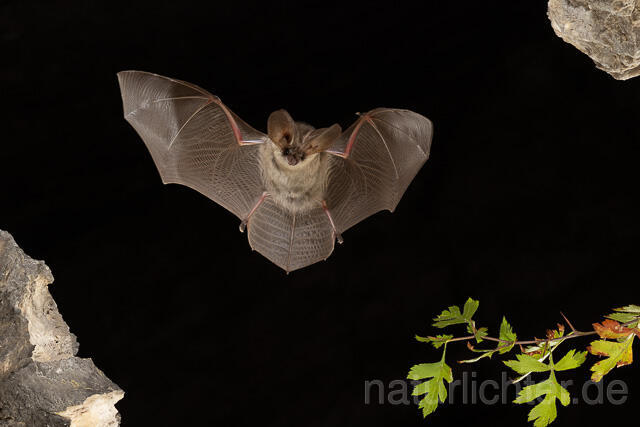 R15191 Graues Langohr, Jungtier im Flug, Grey Long-eared Bat juvenile flying - Christoph Robiller