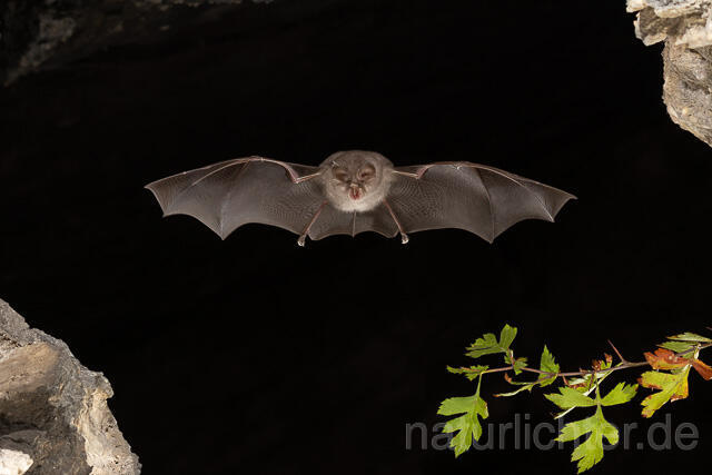 R15194 Kleine Hufeisennase, Jungtier im Flug, Thüringen, Lesser Horseshoe Bat juvenile flying, Thuringia