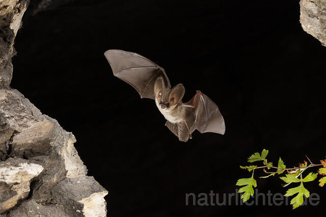 R15195 Graues Langohr im Flug, Grey Long-eared Bat flying
