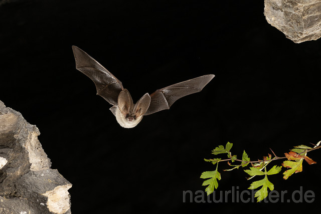 R15196 Graues Langohr im Flug, Grey Long-eared Bat flying - Christoph Robiller