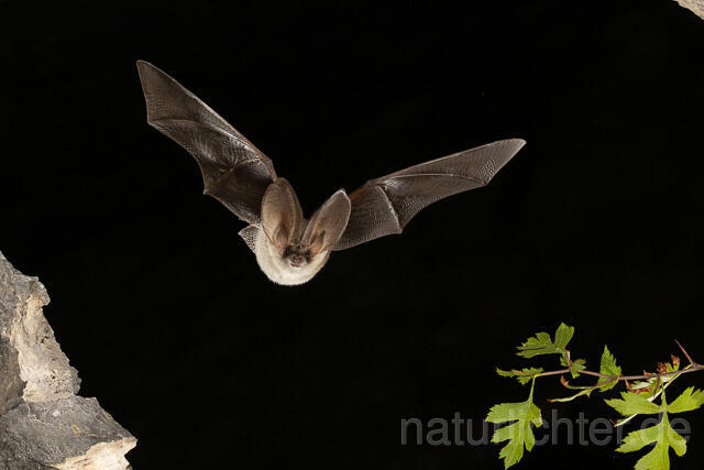 R15197 Graues Langohr im Flug, Grey Long-eared Bat flying - Christoph Robiller