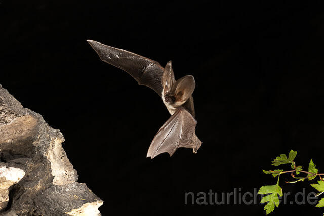 R15198 Graues Langohr im Flug, Grey Long-eared Bat flying