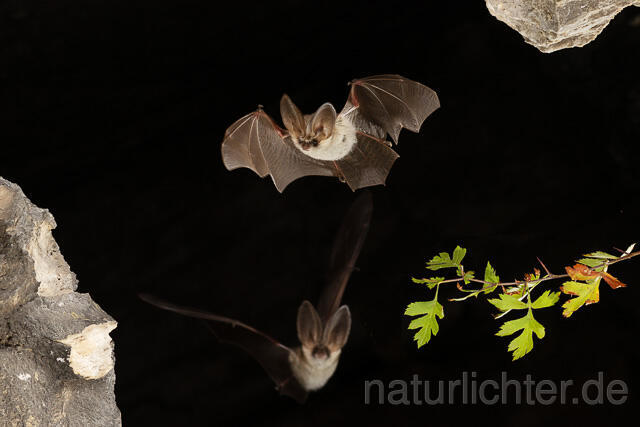 R15199 zwei Graue Langohren im Flug, Grey Long-eared Bat flying - Christoph Robiller