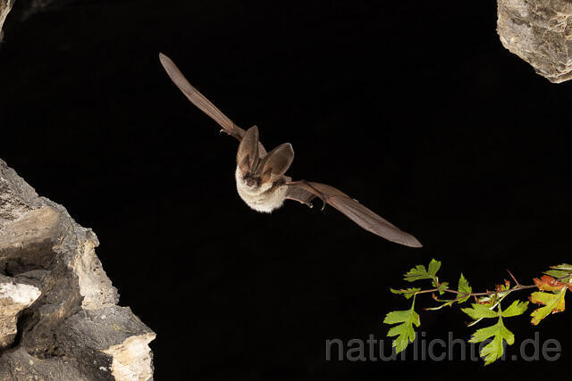 R15200 Graues Langohr im Flug, Grey Long-eared Bat flying