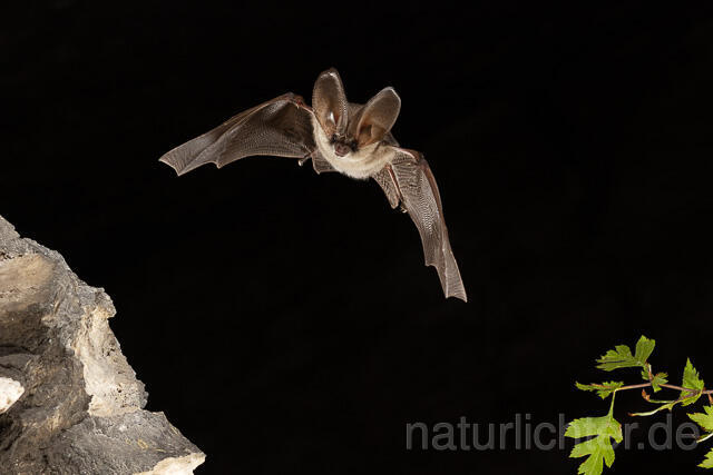 R15201 Graues Langohr im Flug, Grey Long-eared Bat flying