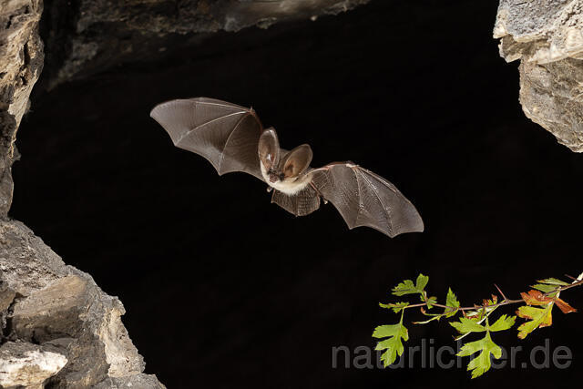 R15202 Graues Langohr im Flug, Grey Long-eared Bat flying