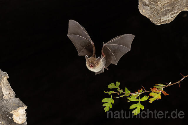R15203 Bechsteinfledermaus im Flug, Thüringen, Bechstein's Bat flying