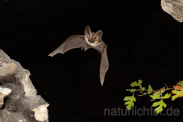 R15205 Graues Langohr im Flug, Grey Long-eared Bat flying - Christoph Robiller