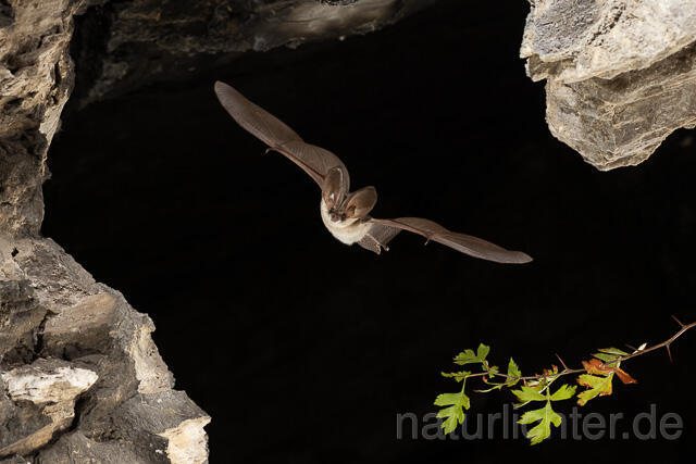 R15206 Graues Langohr im Flug, Grey Long-eared Bat flying