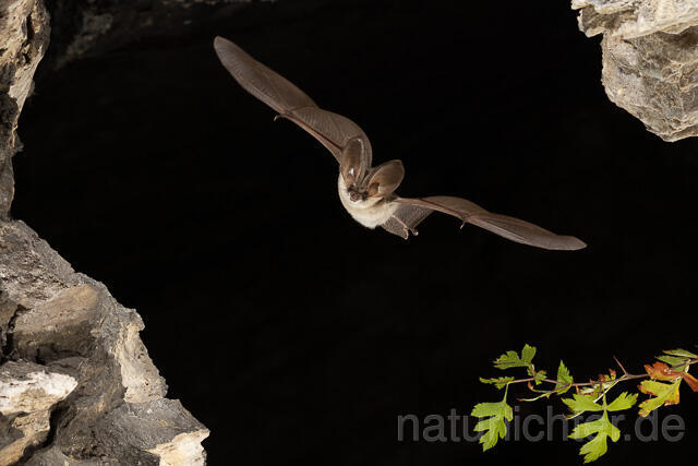 R15207 Graues Langohr im Flug, Grey Long-eared Bat flying