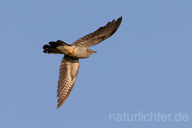 R15219 Kuckuck im Flug, Common Cuckoo flying - Christoph Robiller