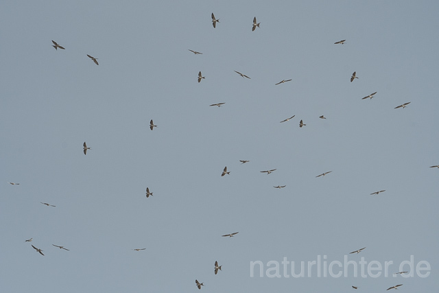 W22149 Schwalbenschwanzaar,African Swallow-tailed Kite,Scissor-tailed Kite - Peter Wächtershäuser