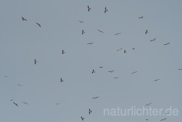W22149 Schwalbenschwanzaar,African Swallow-tailed Kite,Scissor-tailed Kite