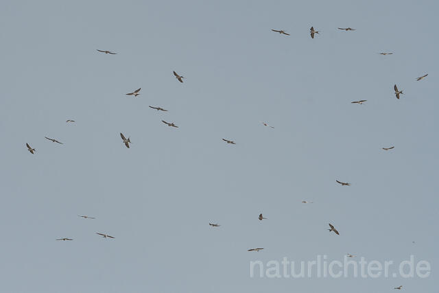W22150 Schwalbenschwanzaar,African Swallow-tailed Kite,Scissor-tailed Kite - Peter Wächtershäuser
