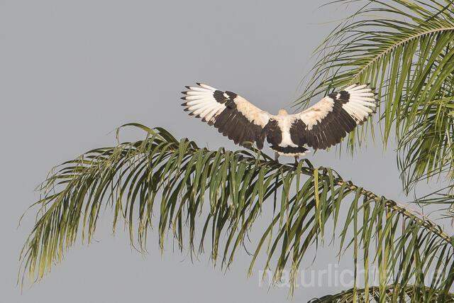 W22169  Palmgeier, Palm-nut Vulture