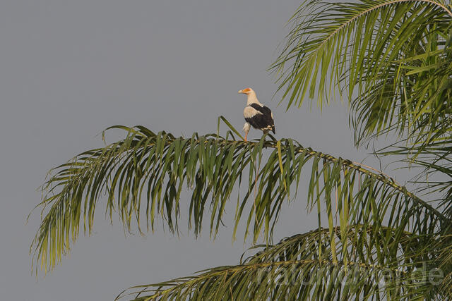 W22170  Palmgeier, Palm-nut Vulture