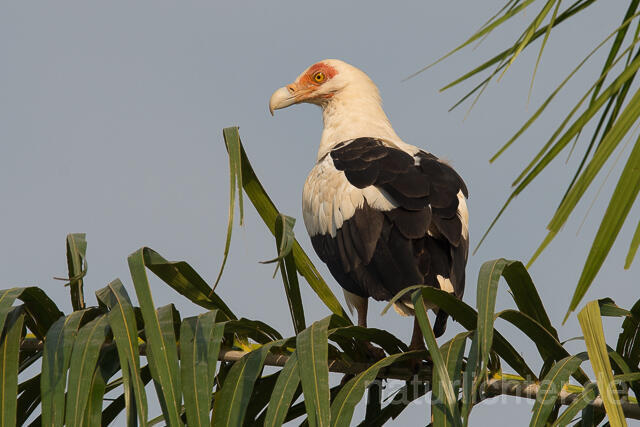 W22172  Palmgeier, Palm-nut Vulture