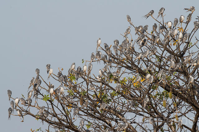 W22086 Schwalbenschwanzaar, African Swallow-tailed Kite, Scissor-tailed Kite