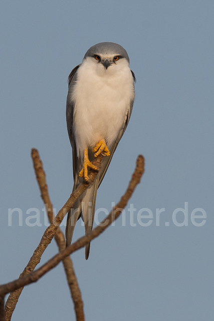 W22099 Schwalbenschwanzaar, African Swallow-tailed Kite,Scissor-tailed Kite - Peter Wächtershäuser