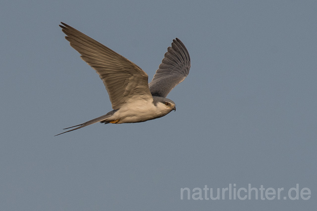 W22101 Schwalbenschwanzaar, African Swallow-tailed Kite, Scissor-tailed Kite - Peter Wächtershäuser