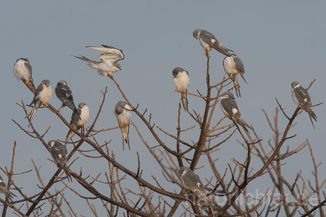 W22106 Schwalbenschwanzaar, African Swallow-tailed Kite, Scissor-tailed Kite - Peter Wächtershäuser