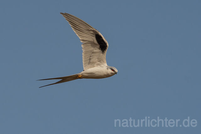 W22121 Schwalbenschwanzaar im Flug, African Swallow-tailed Kite flying, Scissor-tailed Kite - Peter Wächtershäuser