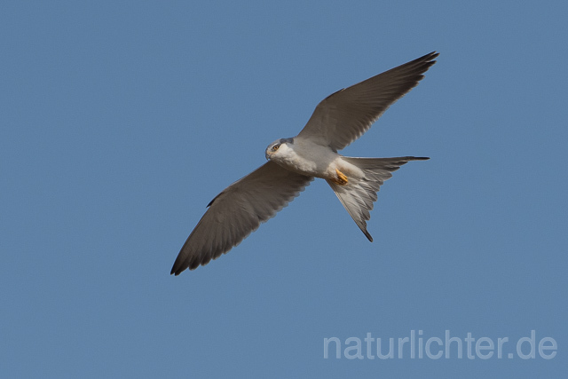 W22122 Schwalbenschwanzaar im Flug, African Swallow-tailed Kite flying, Scissor-tailed Kite - Peter Wächtershäuser