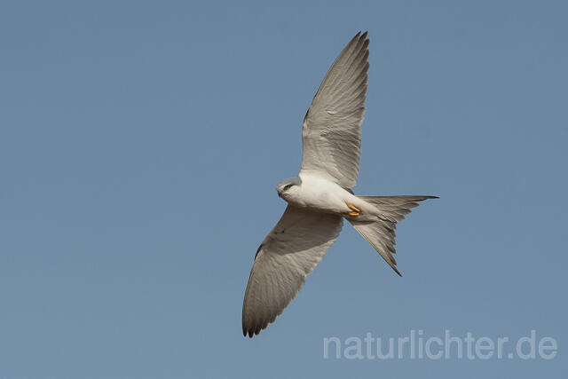W22123 Schwalbenschwanzaar im Flug, African Swallow-tailed Kite flying, Scissor-tailed Kite