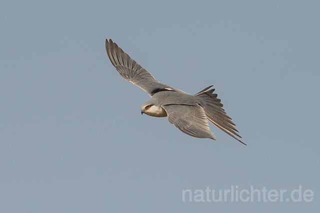 W22124 Schwalbenschwanzaar im Flug, African Swallow-tailed Kite flying, Scissor-tailed Kite - Peter Wächtershäuser