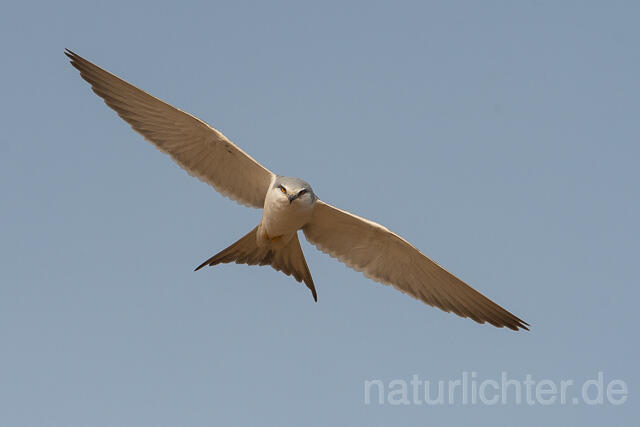 W22125 Schwalbenschwanzaar im Flug, African Swallow-tailed Kite flying, Scissor-tailed Kite - Peter Wächtershäuser