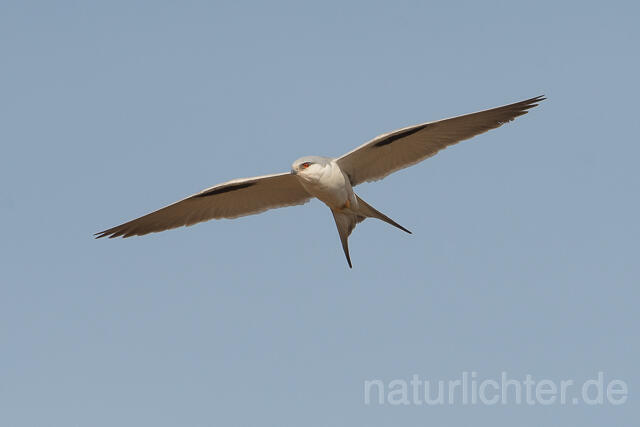 W22126 Schwalbenschwanzaar im Flug, African Swallow-tailed Kite flying, Scissor-tailed Kite - Peter Wächtershäuser