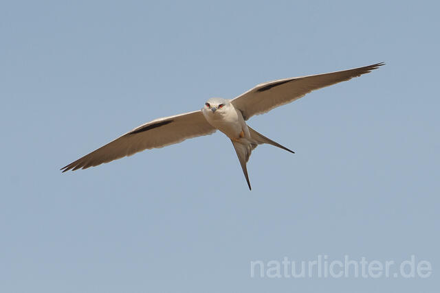 W22127 Schwalbenschwanzaar im Flug, African Swallow-tailed Kite flying, Scissor-tailed Kite - Peter Wächtershäuser