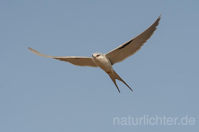 W22128 Schwalbenschwanzaar im Flug, African Swallow-tailed Kite flying, Scissor-tailed Kite - Peter Wächtershäuser