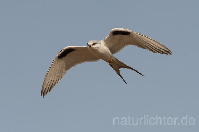 W22129 Schwalbenschwanzaar im Flug, African Swallow-tailed Kite flying, Scissor-tailed Kite