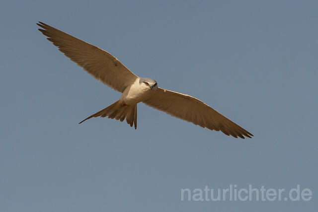 W22130 Schwalbenschwanzaar im Flug, African Swallow-tailed Kite flying, Scissor-tailed Kite - Peter Wächtershäuser